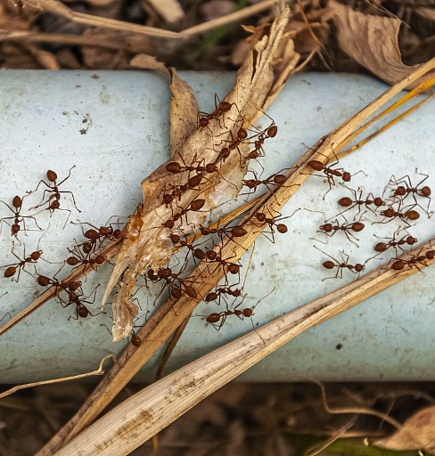 invasion fourmis Paris